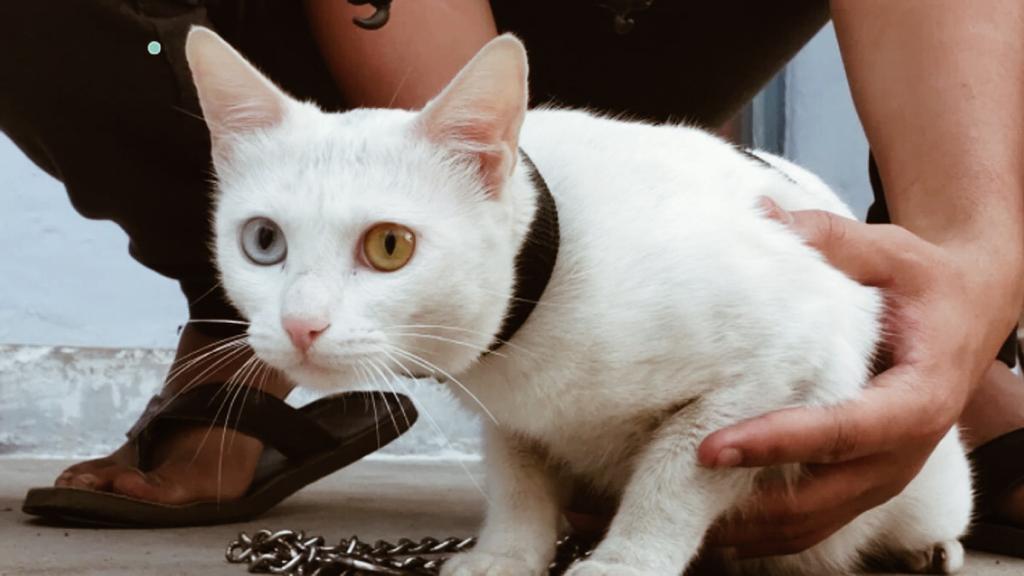Khao Manee Cat found in Madhya Pradesh's Betul is named Hezal by Anubhav Singh