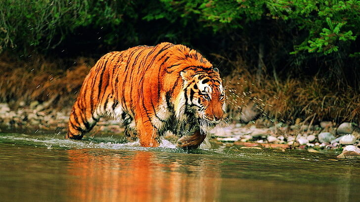 Jim Corbett National Park is one of India’s oldest national park and best places to visit in Uttrakhand