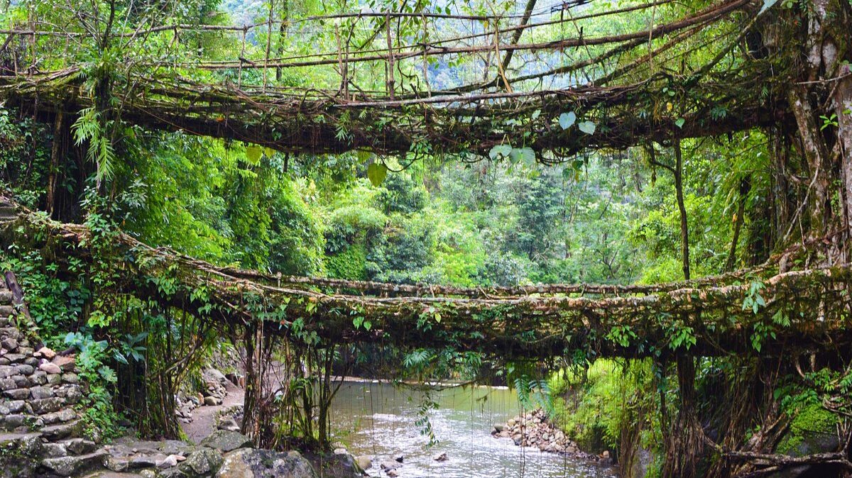 Double-decker Living Root Bridge must be on your list if you are looking for places to visit in Meghalaya