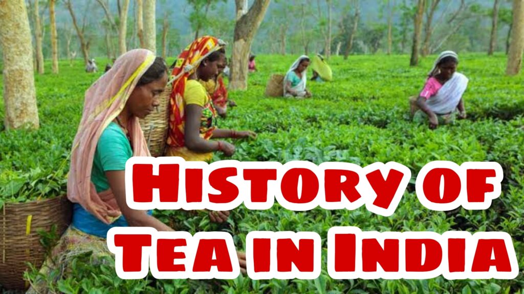 History of Tea in India