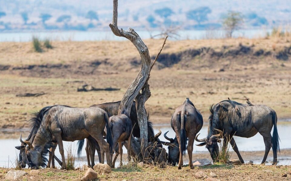 Pilanesberg National Park Animals