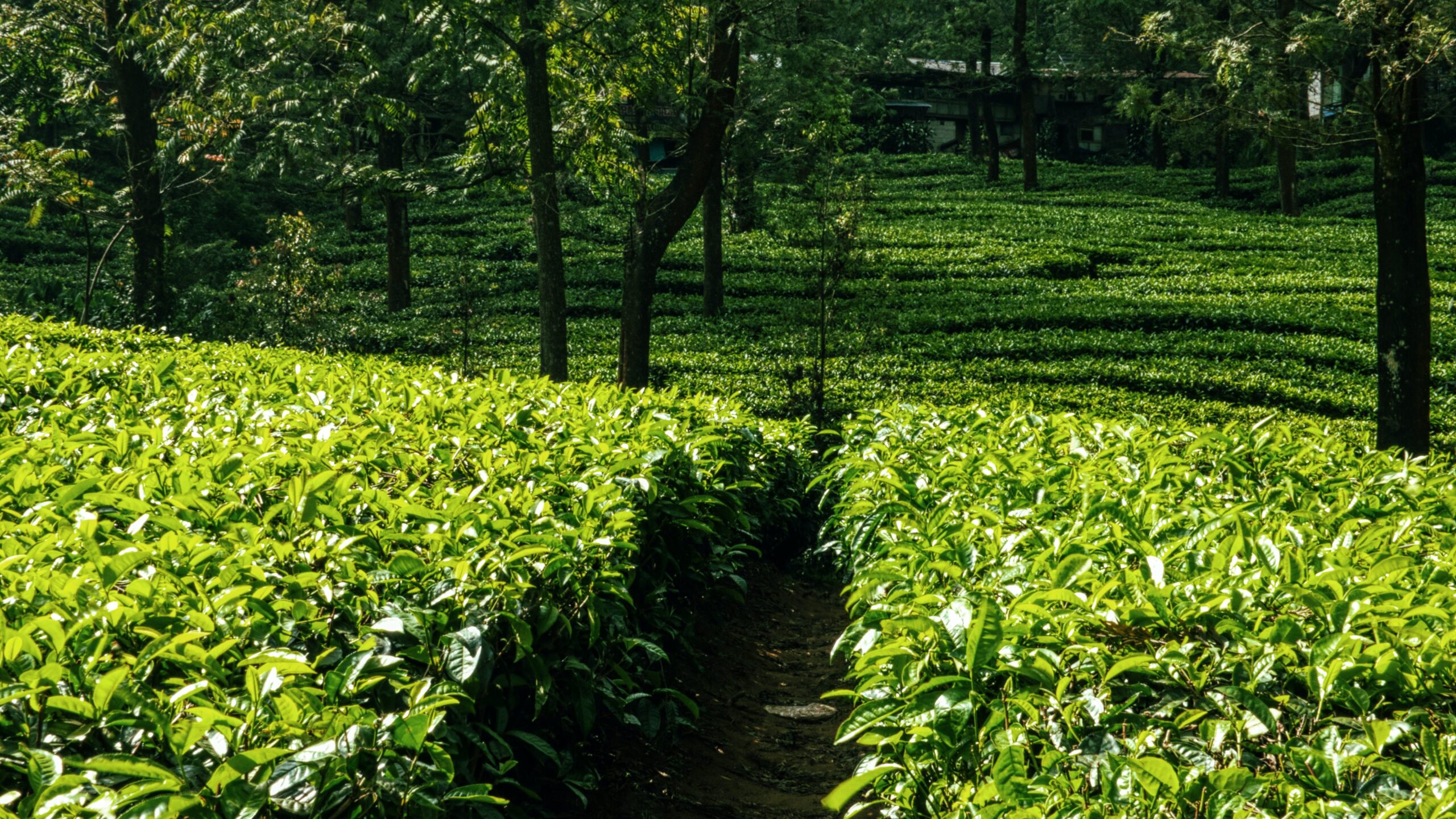 Orange Valley Tea Estate is one of the most popular places to visit in Darjeeling.