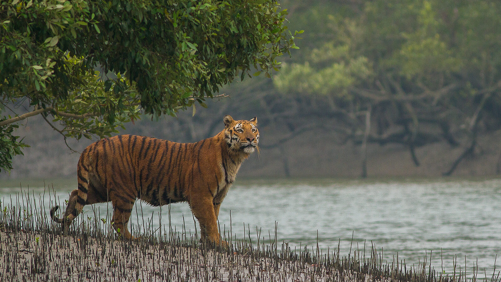 Sundarbans is one of the top places to visit in West Bengal.
