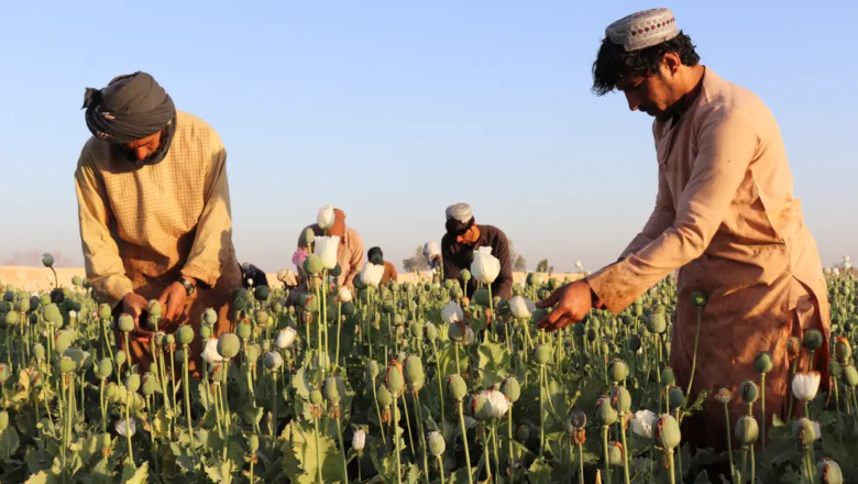 Opium Farming in Afghanistan Drops by 95%: UN Reports
