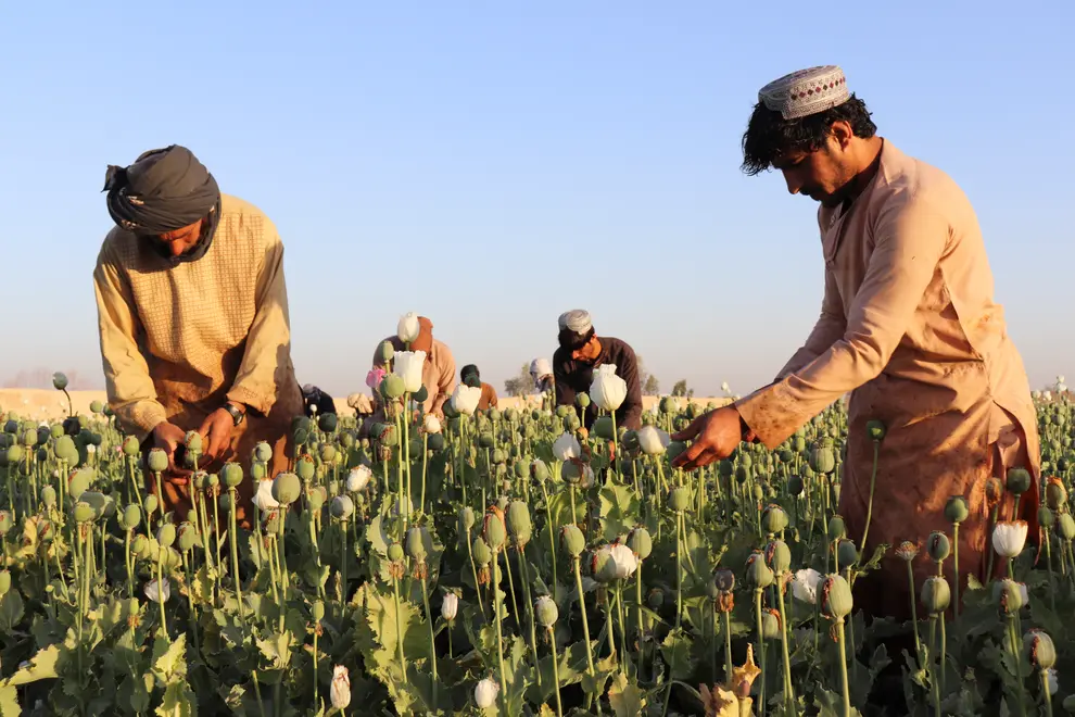 Opium Farming in Afghanistan