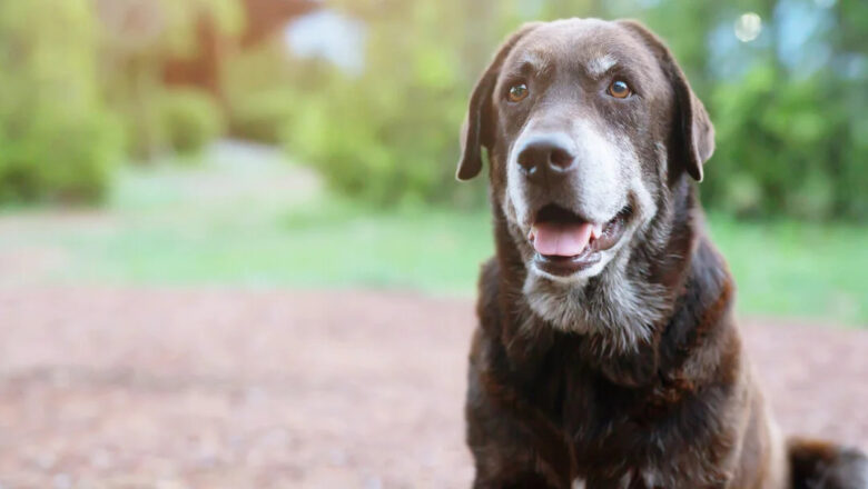 Understanding Canine Vision: Debunking the Myth – Are Dogs Colorblind?