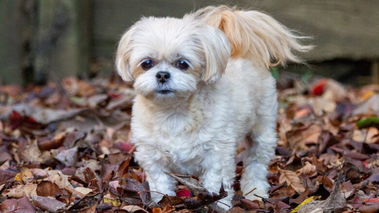 Shih Tzu Dogs: Facts, Characteristics, and Information