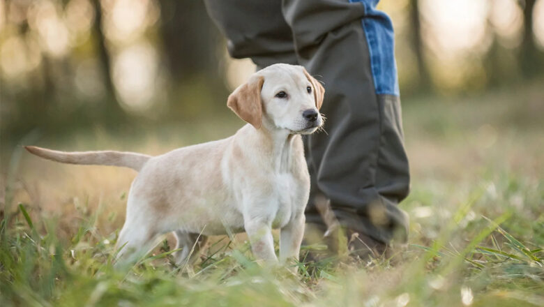 Training a Hunting Puppy: Laying the Groundwork