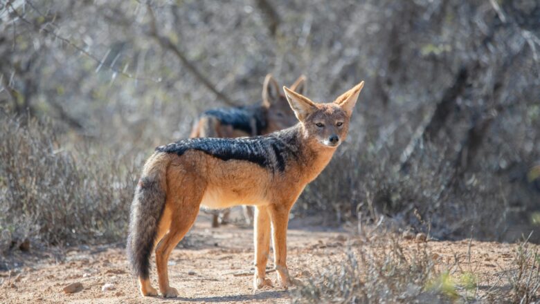 Mad Jackal Terrorizes Attacks 7 Including 3 Women in Bihar