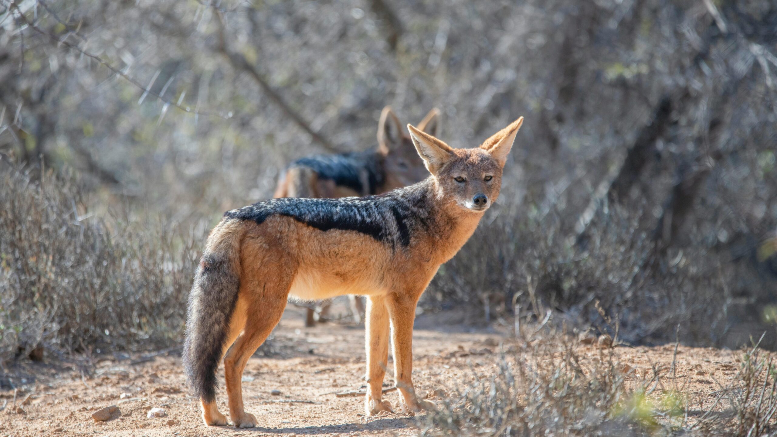 Mad Jackal attack on 7 people in Gaya district of Bihar. 