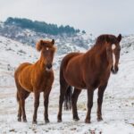 World Horse Day 2026 Date, History, Importance and Facts