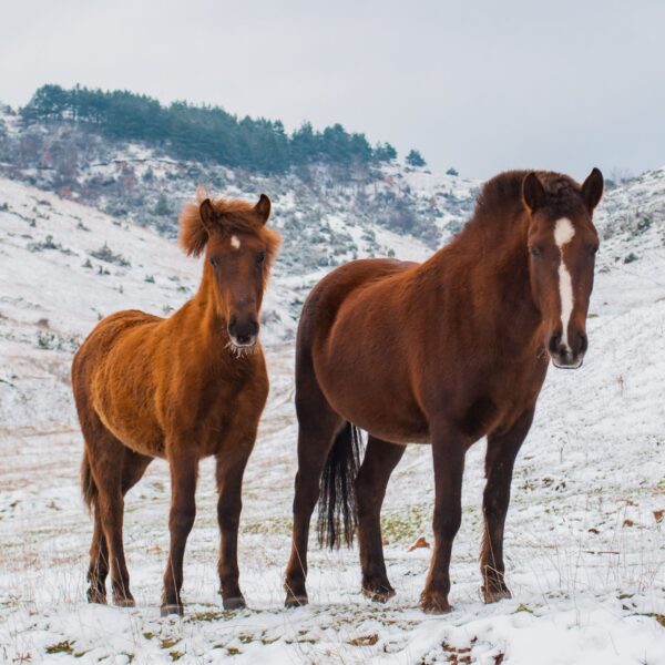 World Horse Day 2026 Date, History, Importance and Facts