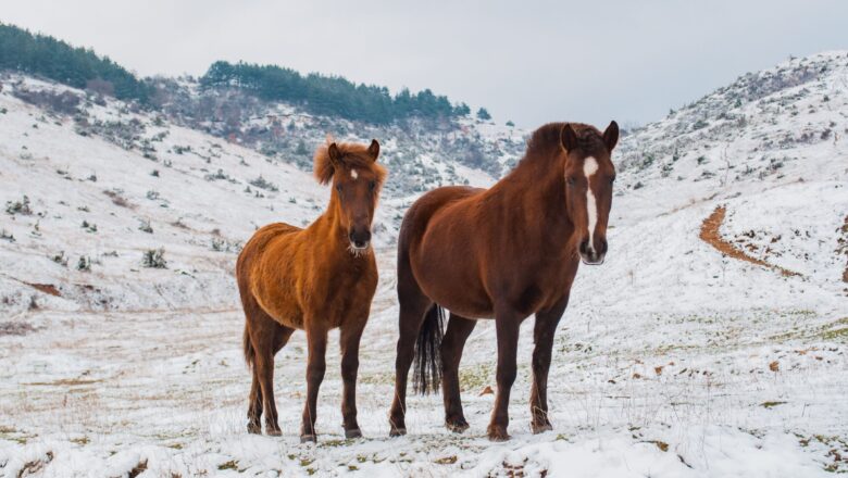 World Horse Day 2026 Date, History, Importance and Facts